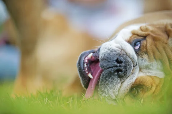 Happy English Bulldog dog puppy laying on the grass portrait