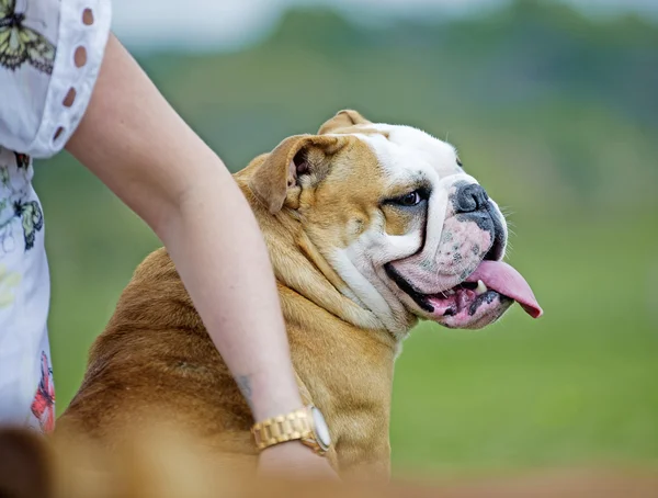 Happy English Bulldog dog puppy hugged by owner outdoors