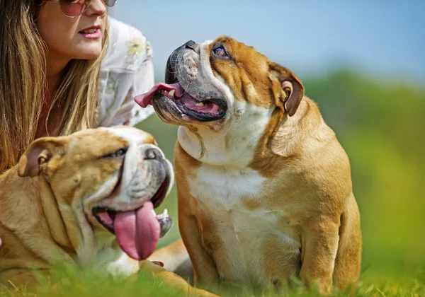 English Bulldog dog puppy looking at the owner portrait outdoors