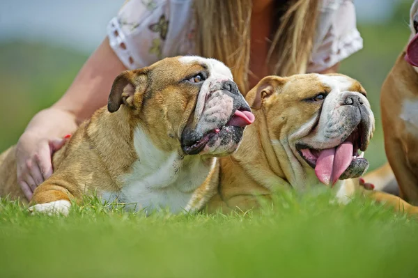 Two Happy English Bulldogs dogs puppies laying on the grass port