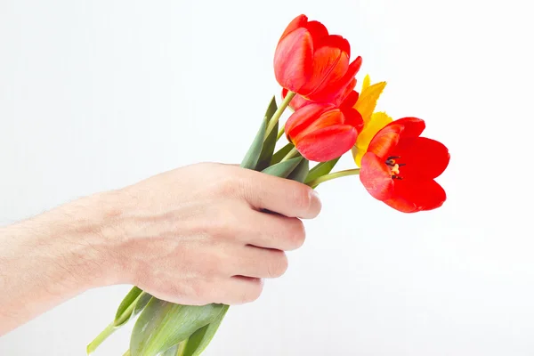 Hand gives red and yellow tulips on white background