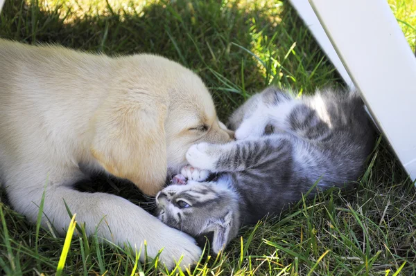 Puppy labrador playing with cat