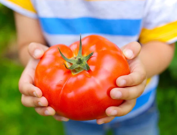 Kid hands holding tomatoes