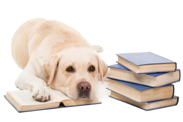 Labrador retriever reading books on isolated white
