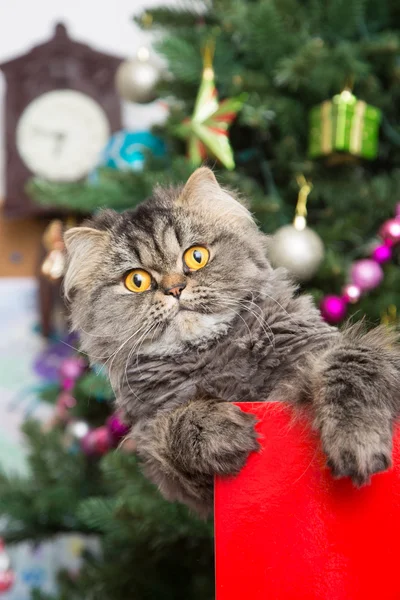 Persian kitten sitting in red box under Christmas tree