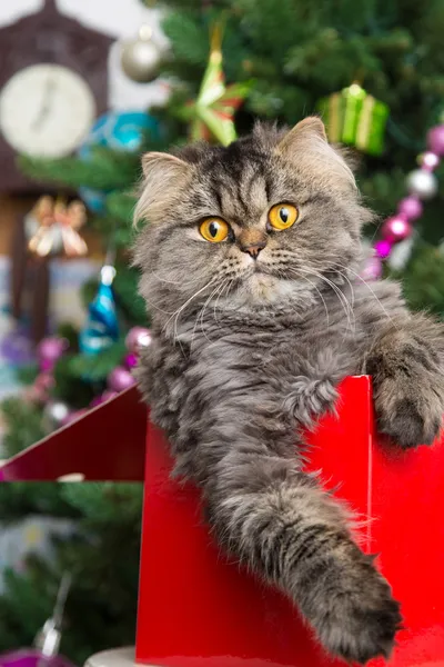 Persian kitten sitting in red box under Christmas tree
