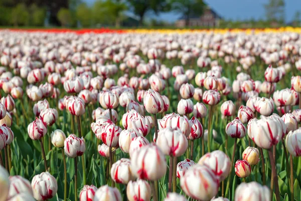 Red and white tulips in spring time