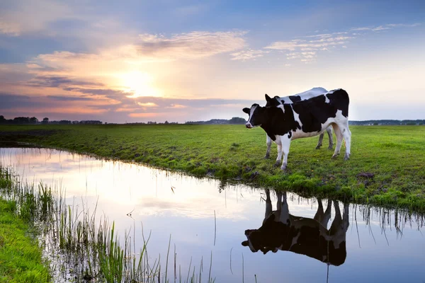 Two milk cows by river at sunset