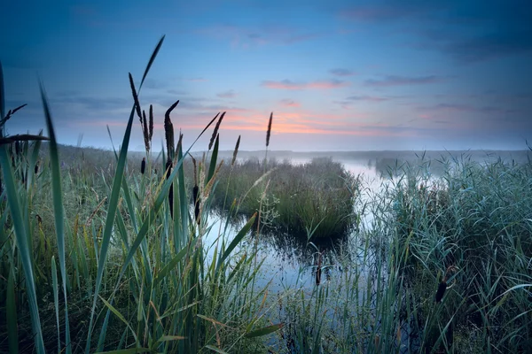 Misty swamp at sunrise