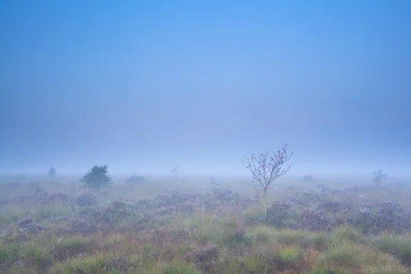 Rowan tree and flowering heather on misty swamp