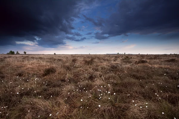 Clouded sky over marsh with cotton-grass