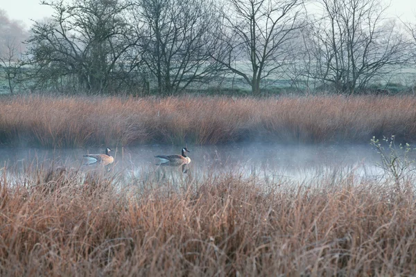 Couple of Canada goose on misty swamp