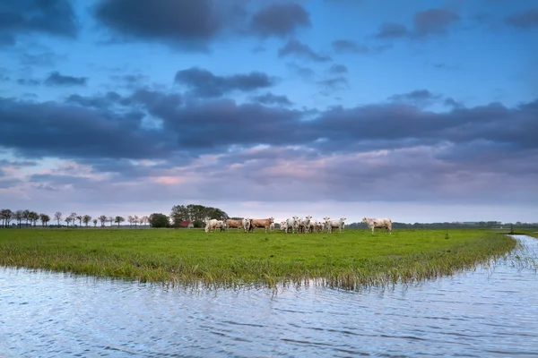 Cows on pasture by river at sunset