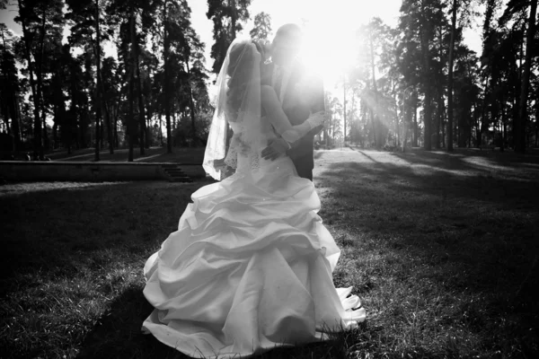 Silhouette of newly married couple hugging at park in sun rays