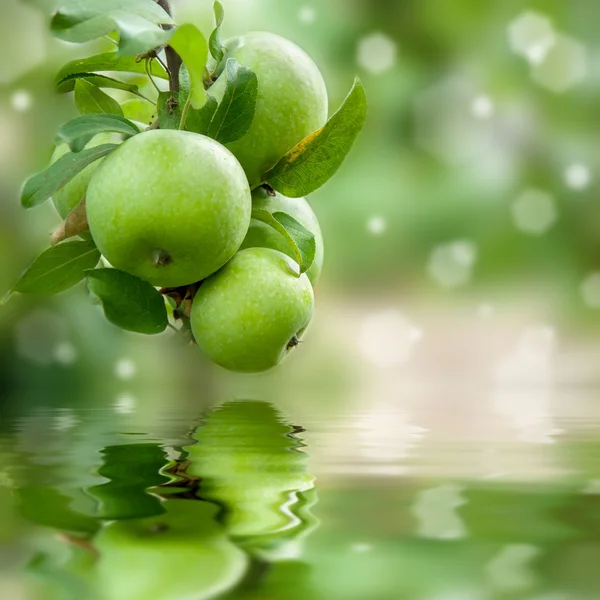 Green apples reflection in water