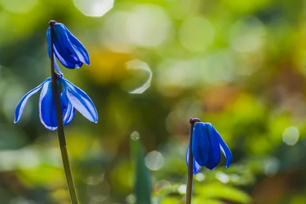Scilla blue flowers