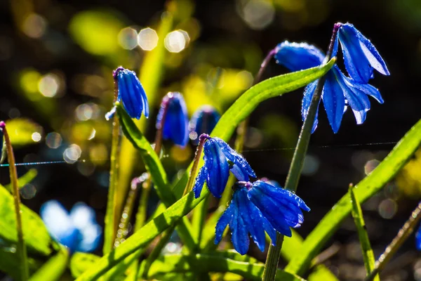 Scilla blue flowers