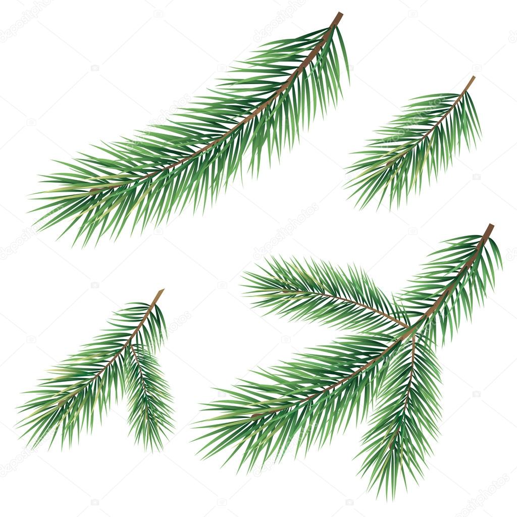 Christmas tree branch with holly decor. ... | Stock Photo ...