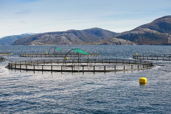 Norwegian fish farm with round cages for salmon growing in fjord