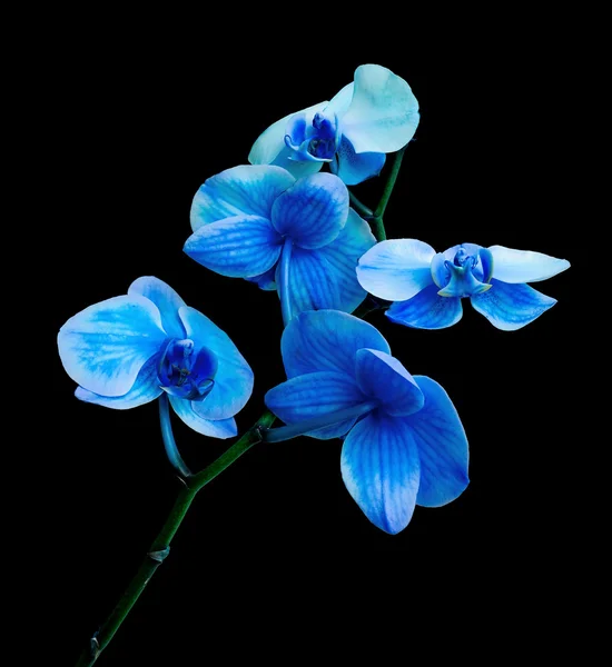 Blue orchid isolated on a black background