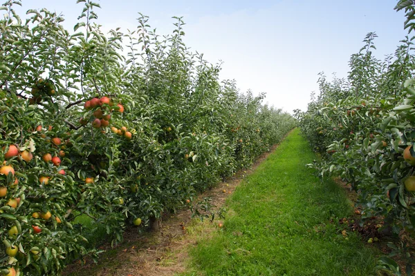 Apple orchard in summer, covered with colorful apples
