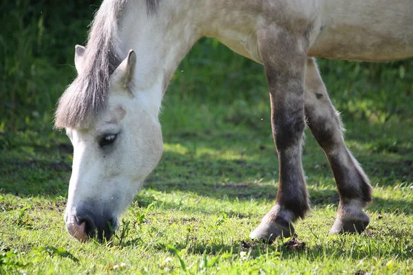 Cute shetland pony at the pasture