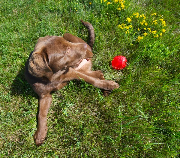 Chocolate lab puppy, wide angle.