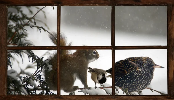 Funny animals in a snowstorm, seen through the farm house window.