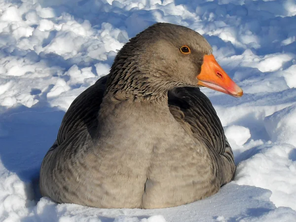 The grey goose on snow