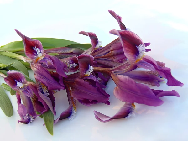 Bouquet of dwarfish irises.