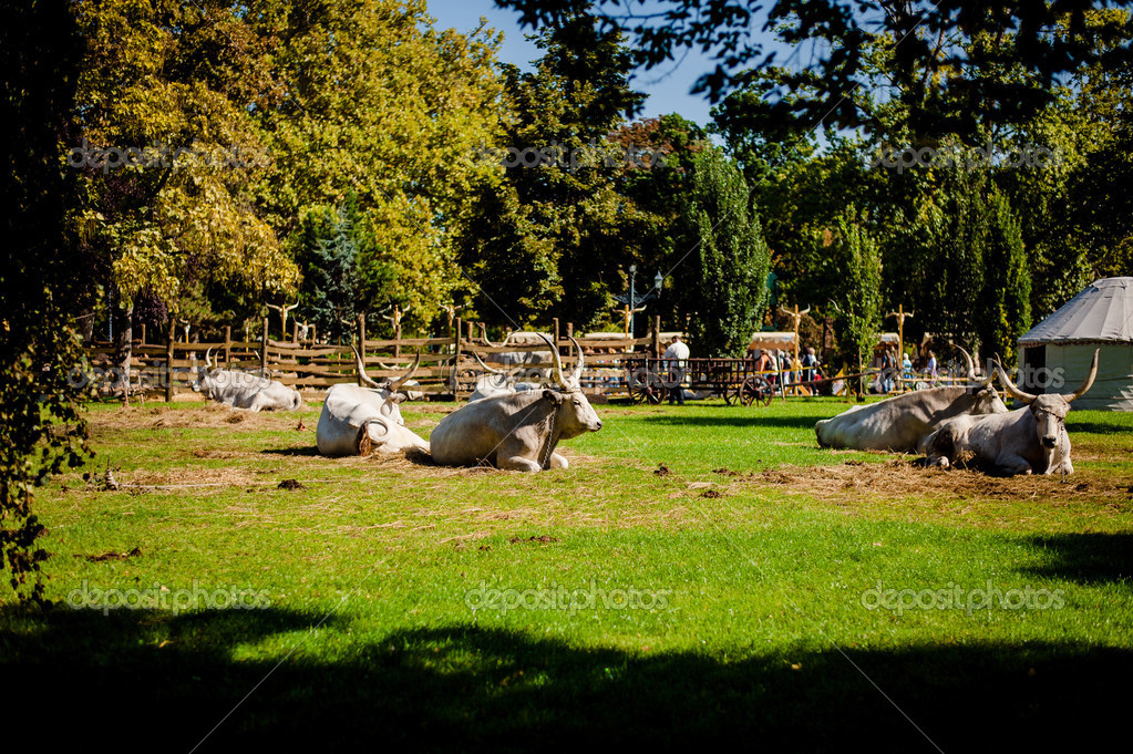   depositphotos_333735