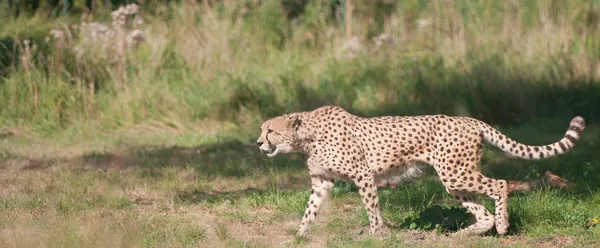 Cheetah walking from the right to the left