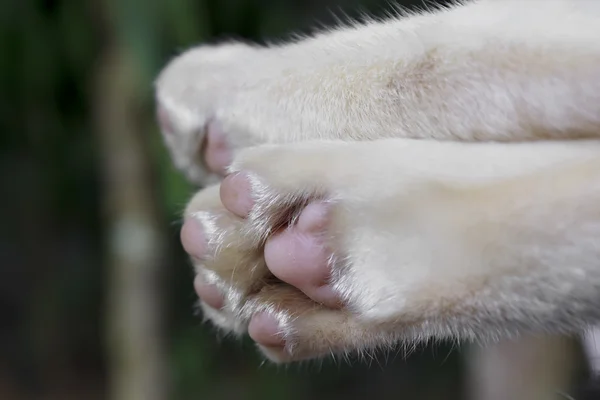 Siamese cat foot