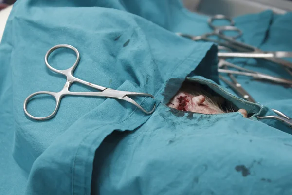 Animal surgical operation