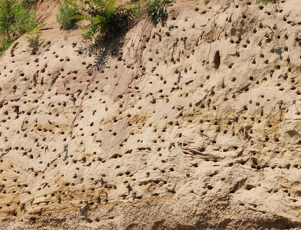 Colony of swallows, Active Sand Martin breeding colony