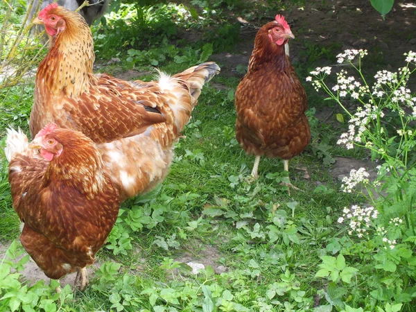 Free range chickens, hen , on a grass in a yard