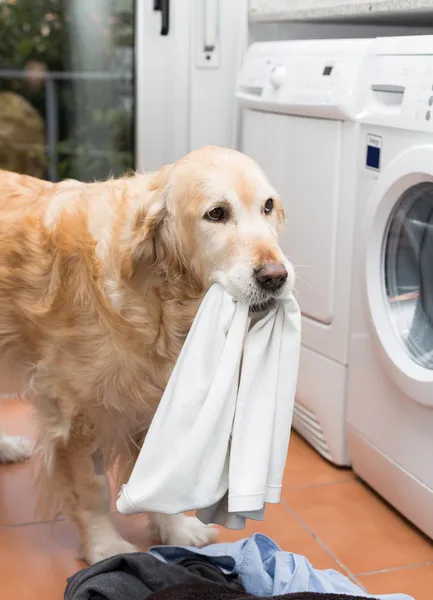 Golden Retriever doing laundry