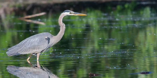 Great Blue Heron Fishing