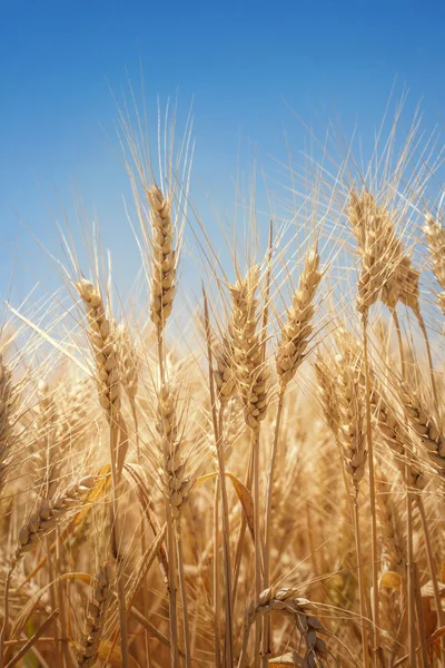 Wheat field