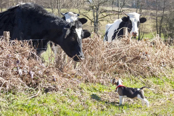 Little beagle and big cow