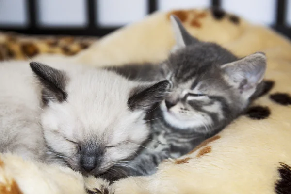 Adorable sleeping kittens