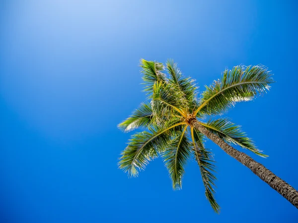 Green palm trees on blue sky background