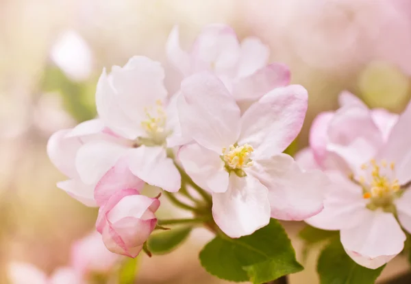 Flowers of wild apple