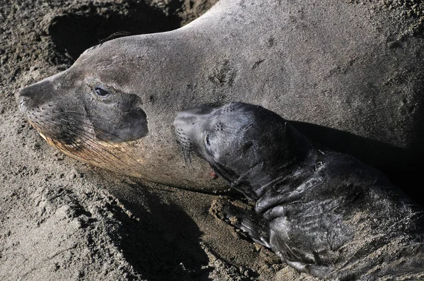 Female Elephant Seal with her pup