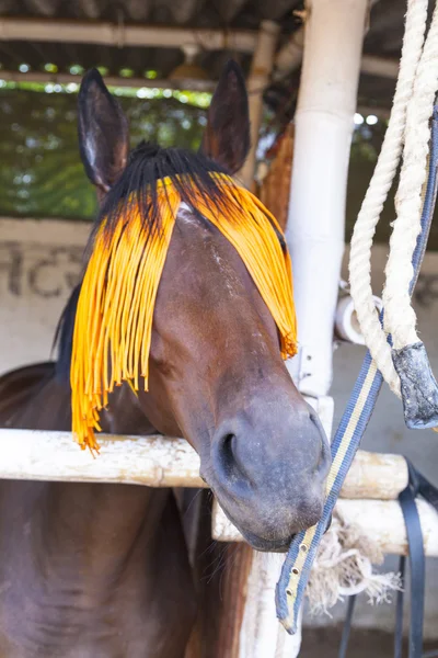 Portrait of horse with orange horse-gear