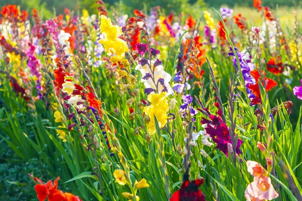 Beautiful flowers in the meadow