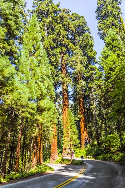 Famous big sequoia trees