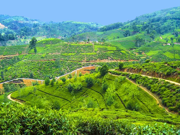 Green tea plantation in Sri Lanka