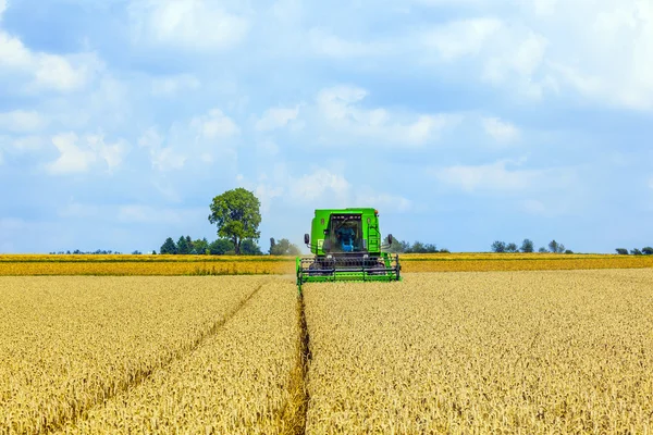 Harvester in corn fields