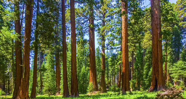 Big sequoia trees in Sequoia National Park near Giant village ar